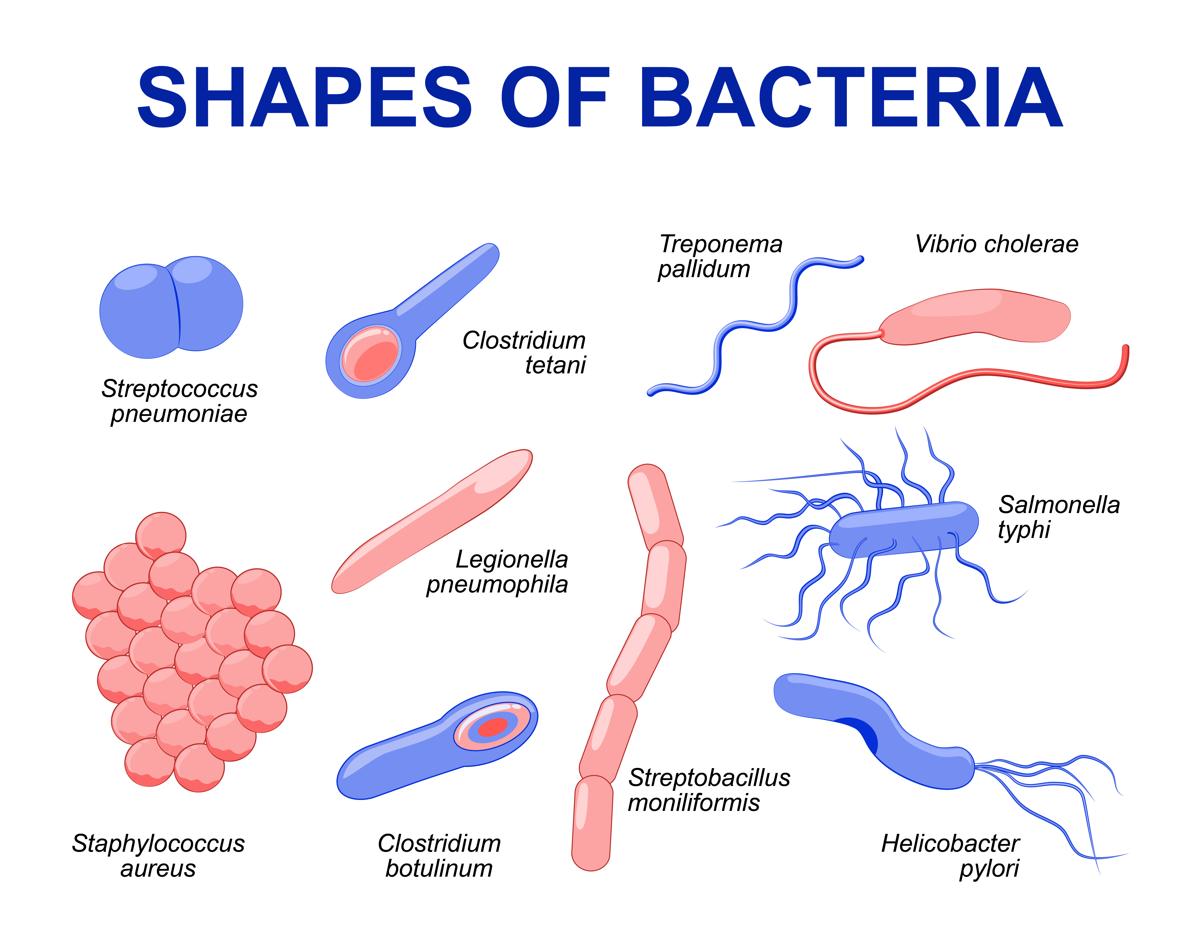 https://i-doktor.com/wp-content/uploads/2020/11/1200-94798069-shapes-of-bacteria.jpg